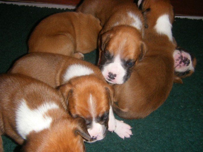 Red and white boxers