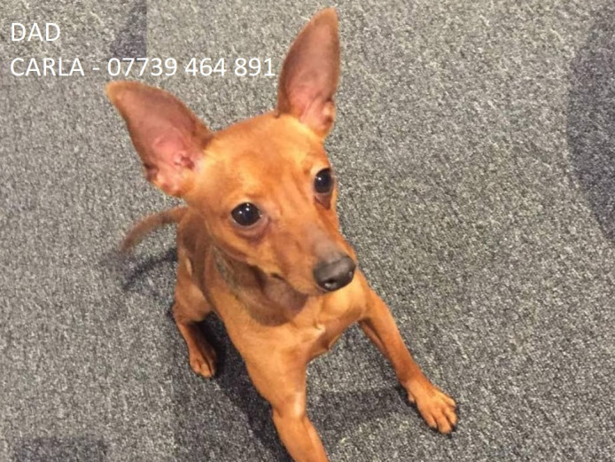 3 Beautiful Miniature Pinscher Puppies For Sale!