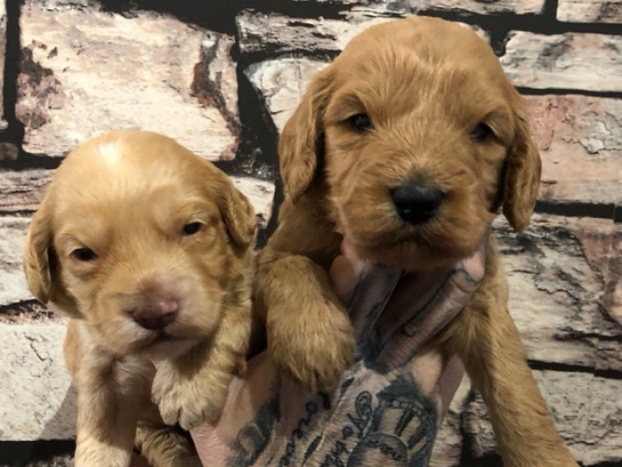 F1 APRICOT COCKAPOO BOYS 20 NN CLEAR HEALTH TESTS 