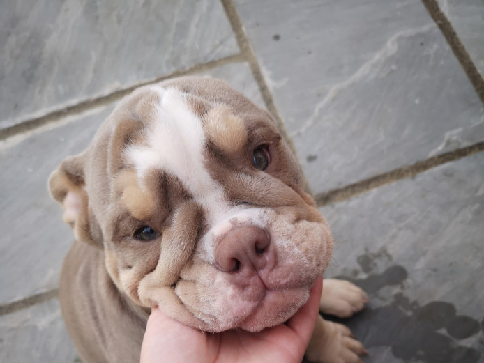 english bulldog puppy