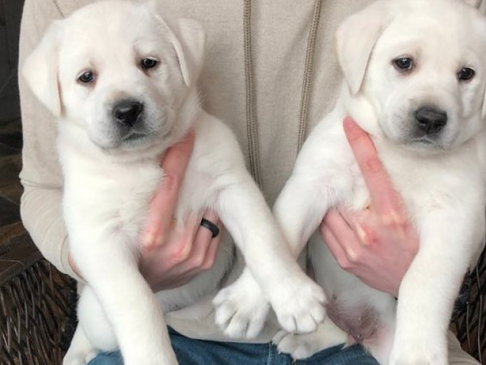 **ONLY 1 GIRL & 1 DOG LEFT**Stunning Pedigree and Kc Reg Labrador Retriever Pups For Sale