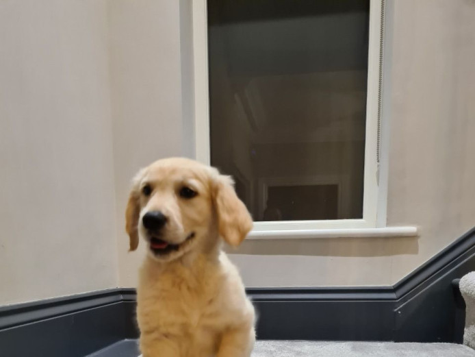 6 Gorgeous Golden Retriever Puppies