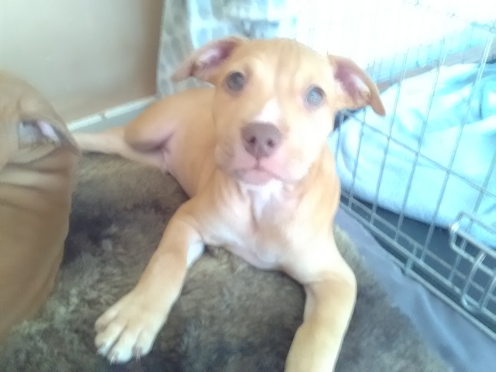 Beautiful little green eye boy