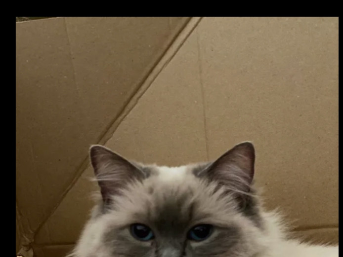 Stunning beautiful cat queen up for grabs.