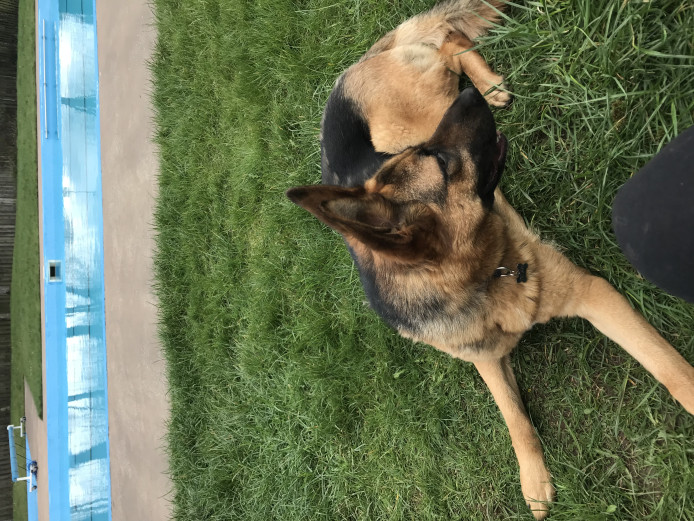 friendly large german shepherd for sale