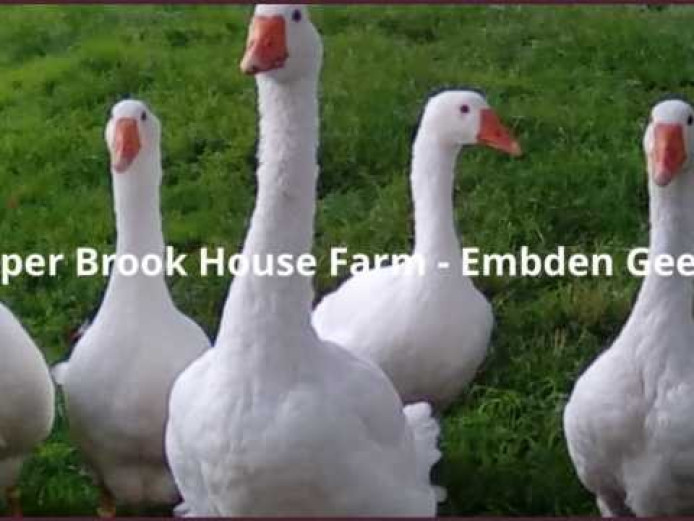 Rare Breed Embden Goose Eggs Geese for Sale Staffordshire Mypetzilla