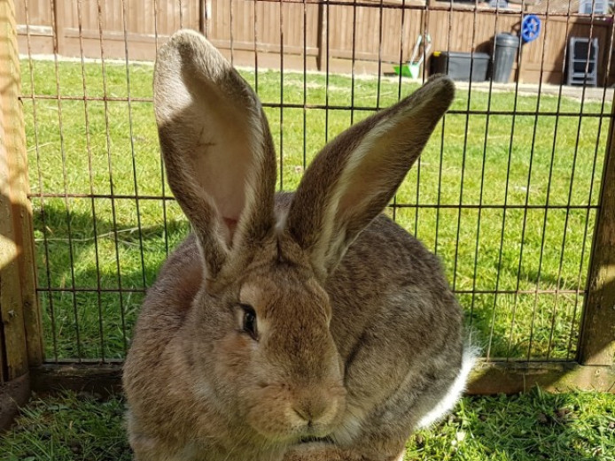 6mo Agouti Continental Giant Doe Rabbit Continental Giant for Sale