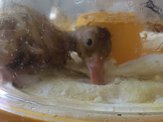 Indian Runner Duck Hatching Eggs & Ducklings Ducks for Sale Northamptonshire Mypetzilla
