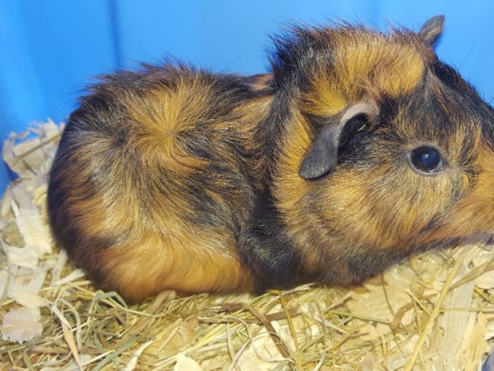 Stunning Baby Male Guinea Pigs Guinea Pig for Sale Northumberland