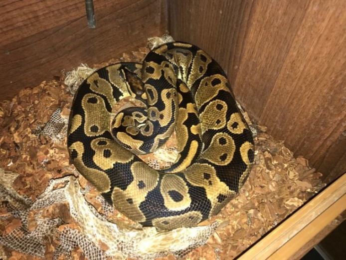 Royal Python For Sale With Setup Python Snake for Sale Kent