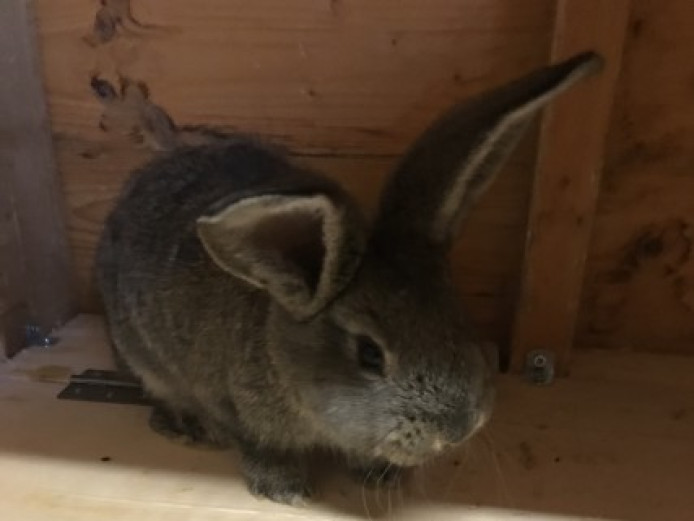 Continental Giant Continental Giant for Sale Lincolnshire Mypetzilla
