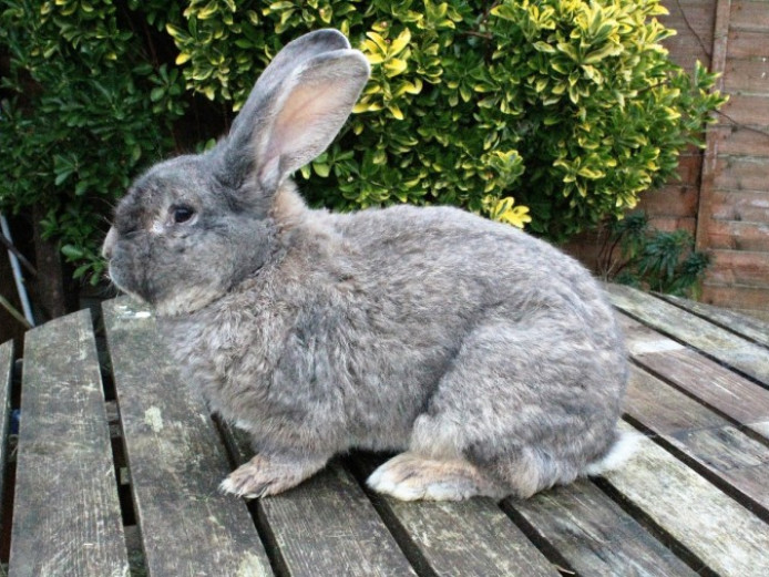 Continental Giants Pure Bred Continental Giant for Sale Suffolk Mypetzilla