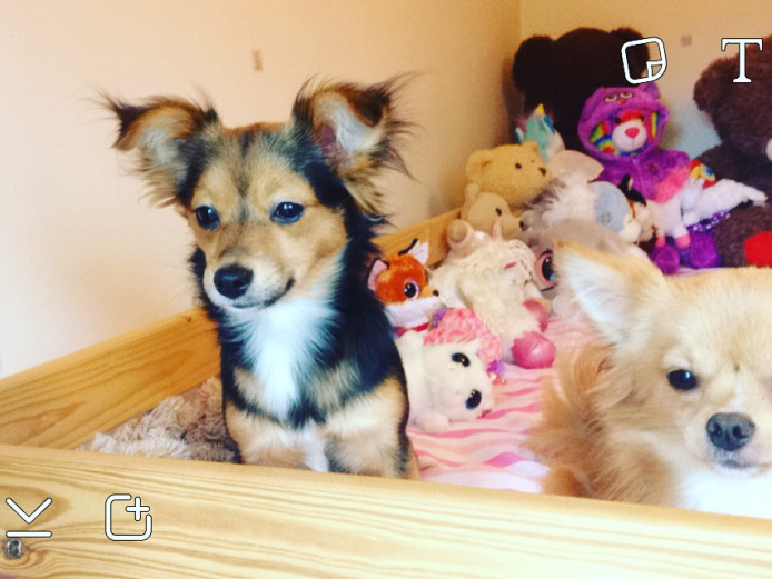 Jackwawa Puppies Jack Russell X Chihuahua