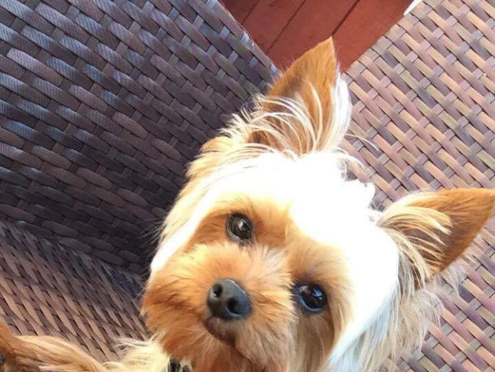 Mr Simba is looking for a girlfriend