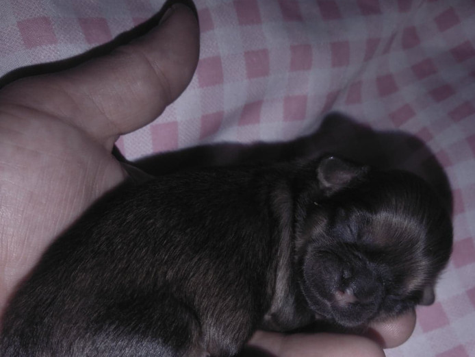 Gorgeous pedigree shihtzu puppies for sale 