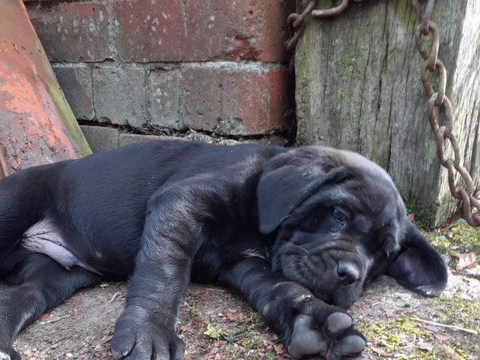 Cane Corso X Presa Canario pups for sale