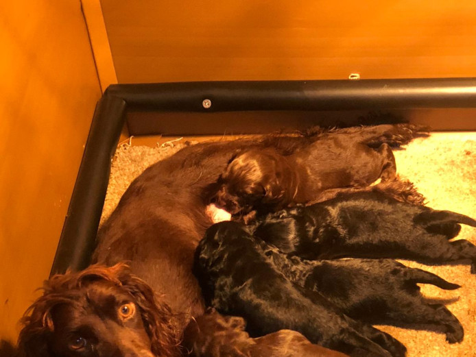 Cocker spaniel puppies 