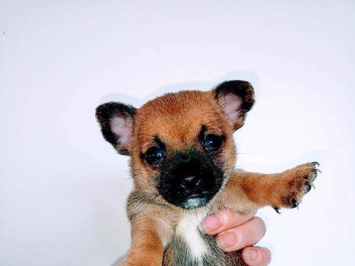 READY NOW BOY CHIHUAHUAS