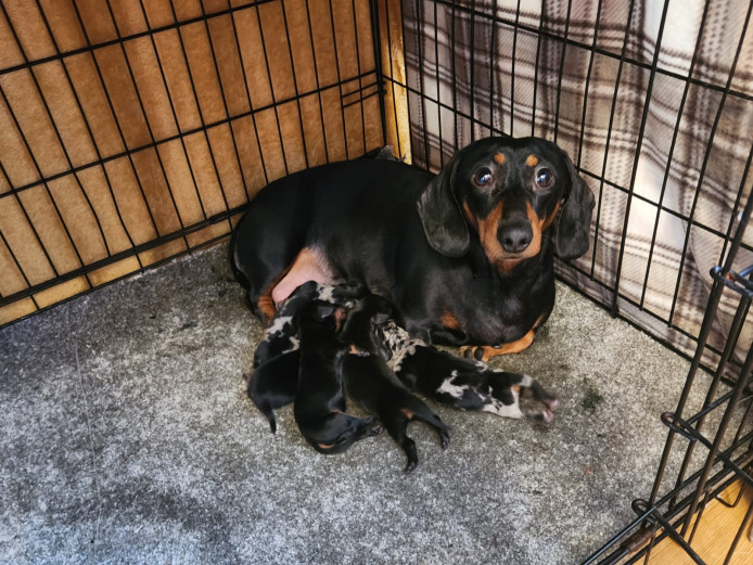 BEAUTIFUL MINIATURE DASCHUND PUPPIES
