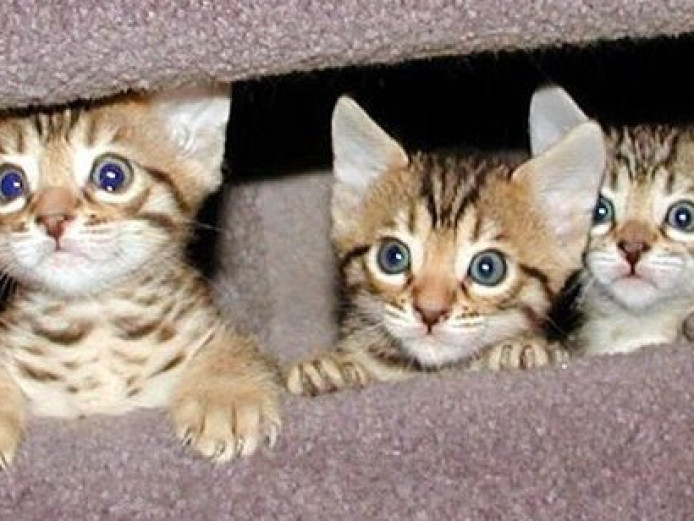 STUNNING Bengal KITTENS