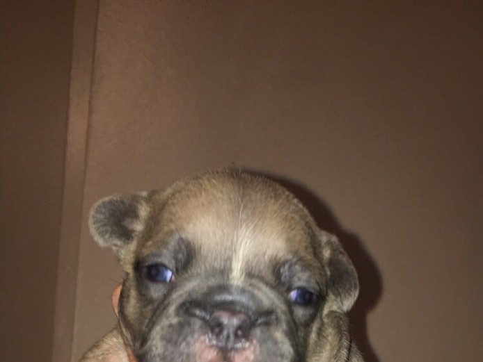 Blue and Blue Fawn AT Carriers poss Cream 