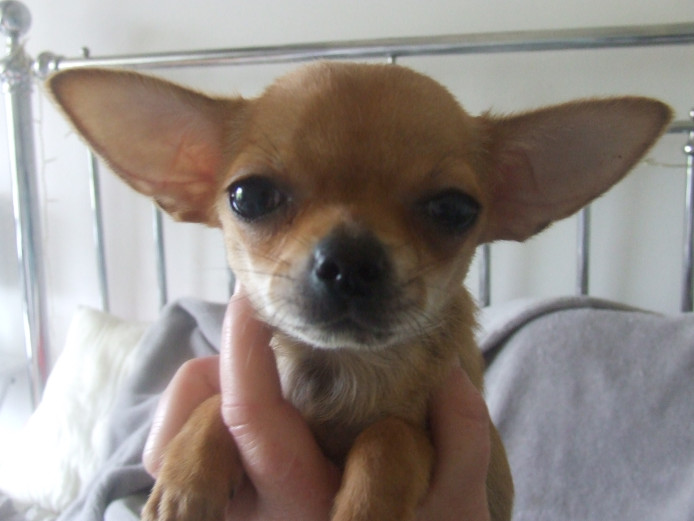 for sale tiny 13 wk girl chihuahua