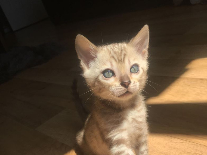 Stunning snow mink bengal TICA registered boy