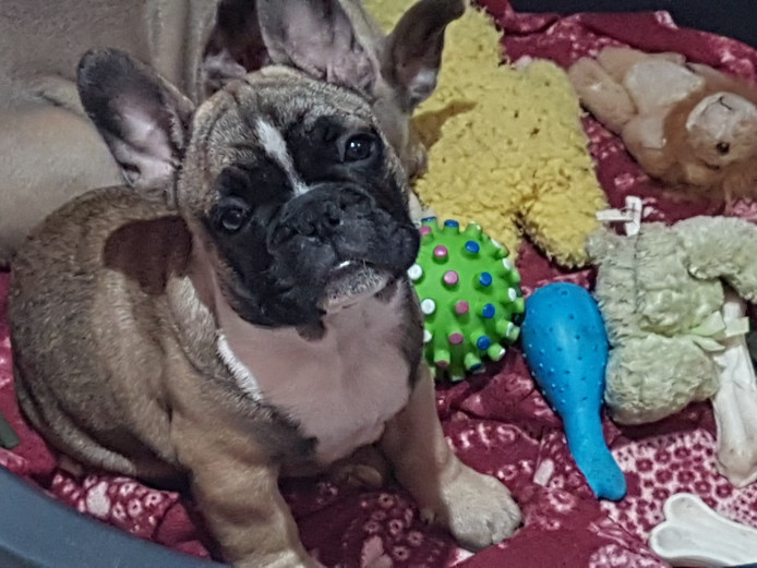 Adorable french bulldogs ready now 