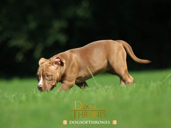 POCKET BULLY 4 BOYS 1 GIRL READY TO GO TO HOMES