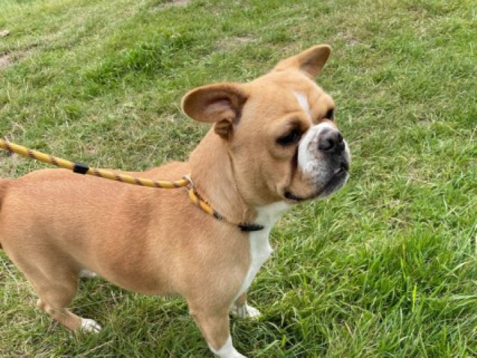 french bulldog x english bulldog