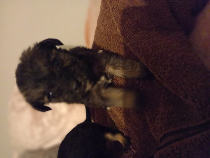 Stunning Jackapoo puppies 