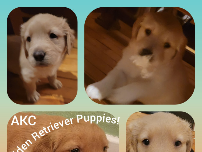 Golden Retriever Puppies