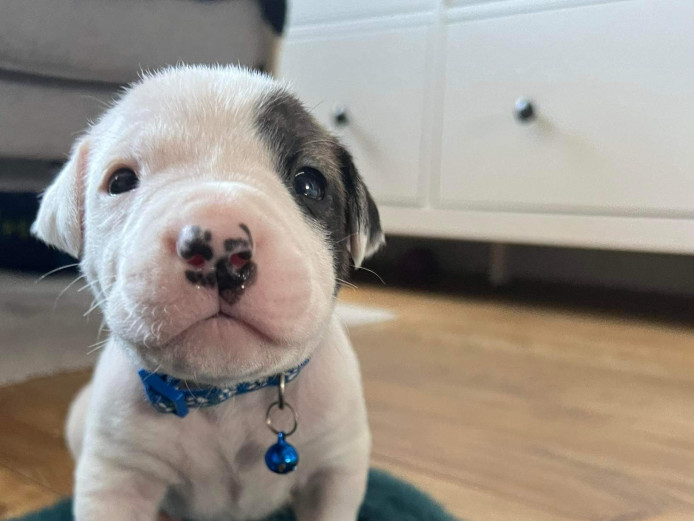 Beautiful healthy American Bulldog puppies 