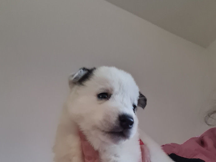 SHEPSKY puppys  third husky quarter German sheppard dont miss out must go to lovely homes