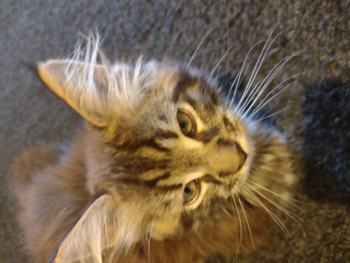 Stunning maincoon 