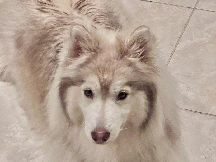 Rare Coat Wooly Husky 