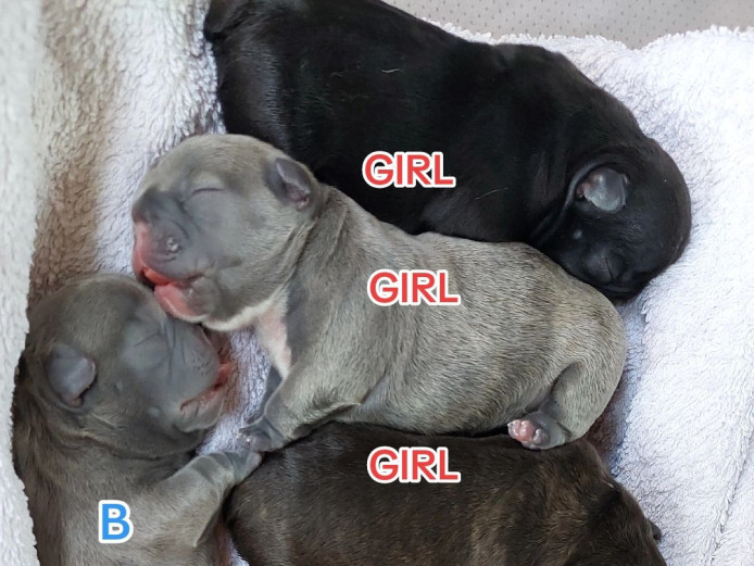 French Bulldog Puppies 