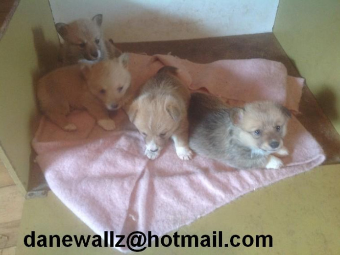 pedigree corgi pupzzz, one dogy three bitches