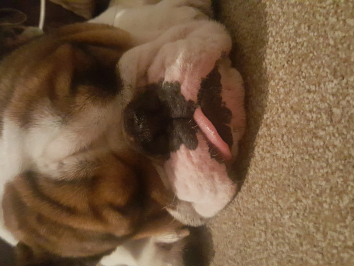 Male english bulldog needing dorever home - kc reg