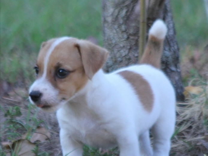 Beautiful Miniature Jack Russell Puppies| Jack Russell for Sale Near Me ...