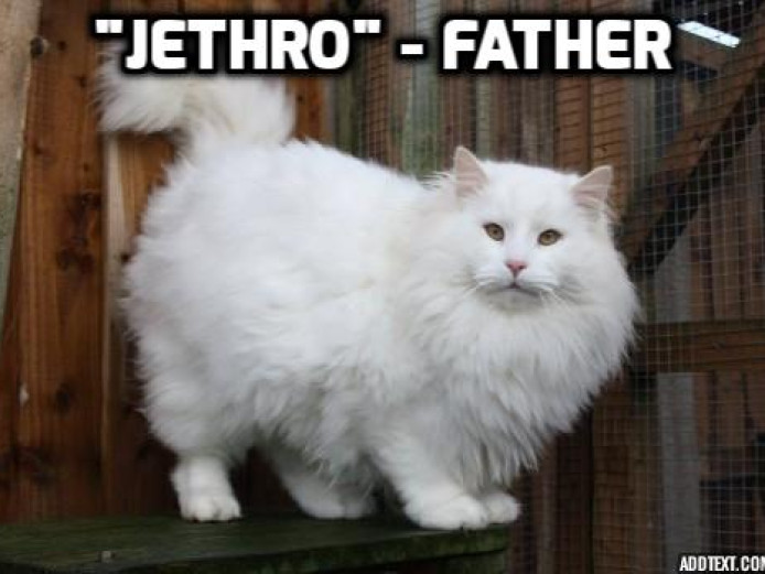 My fully pedigreed Norwegian Forest kittens are available.