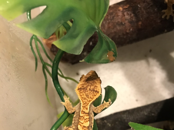 Crested geckos