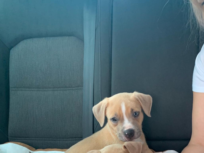 Amercan bully (pocket)