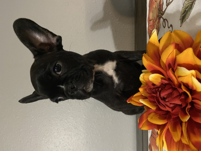 3 French Bulldog puppies