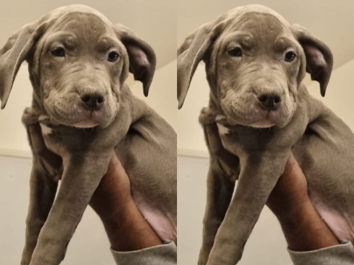 American xl bully puppies 
