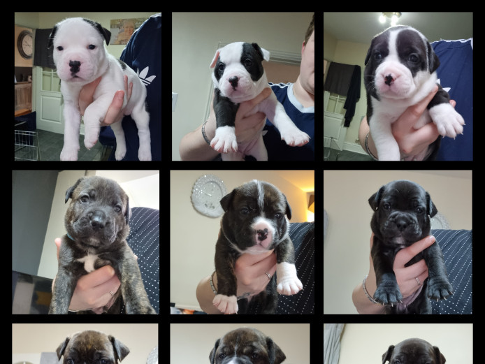 American bulldog x staff puppies 