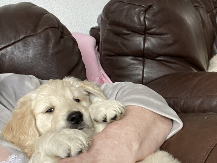 Goldendoodle puppies