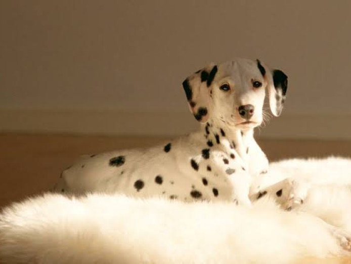 Cute dalmatian pup for sale