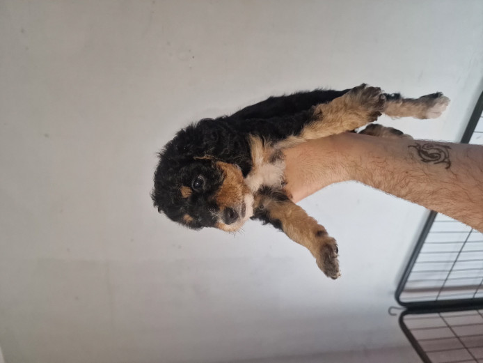 6 gorgeous sproodles 