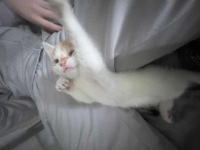 2 female kittens black white ginger 